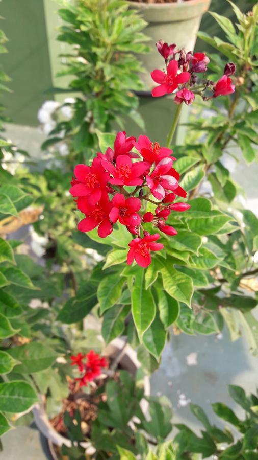Heavenly Homestay Kochi Exteriör bild